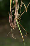 White edge sedge